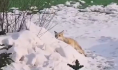 野生小赤狐到人工草坪打滾撒歡西寧防洪評價(jià)